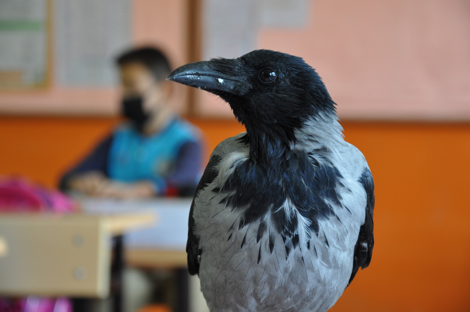 Küçük çocuk iyileştirdiği kargayla dost oldu